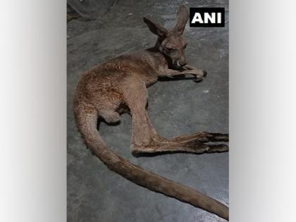 Third Kangaroo rescued from West Bengal's Jalpaiguri in a day, team formed to investigate | Third Kangaroo rescued from West Bengal's Jalpaiguri in a day, team formed to investigate