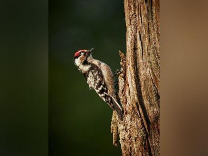 Do you know woodpeckers' heads act more like stiff hammers than safety helmets? Study reveals | Do you know woodpeckers' heads act more like stiff hammers than safety helmets? Study reveals