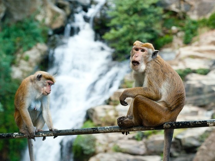 Study reveals female monkeys live longer with female companions | Study reveals female monkeys live longer with female companions