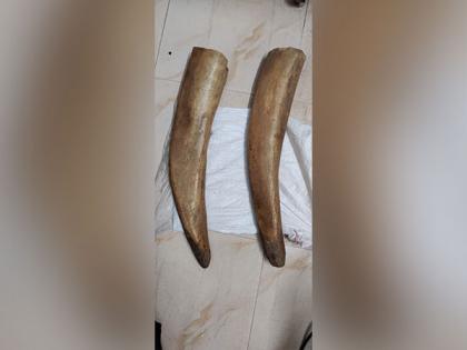 Odisha: Two elephant tusks seized, one apprehended | Odisha: Two elephant tusks seized, one apprehended Odisha: Two elephant tusks seized, one apprehended | Odisha: Two elephant tusks seized, one apprehended