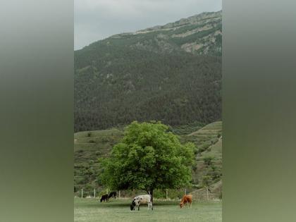 Strategies to cut methane emissions from cows, other ruminants not effective for 2050 climate target plan: Study | Strategies to cut methane emissions from cows, other ruminants not effective for 2050 climate target plan: Study