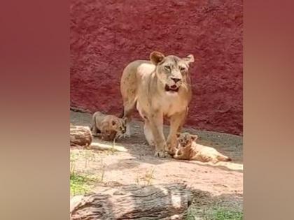 African lion cubs step out into kraal at Hyderabad zoo | African lion cubs step out into kraal at Hyderabad zoo