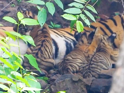 Three tiger cubs born in Ranthambore, CM Gehlot congratulates Forest Dept | Three tiger cubs born in Ranthambore, CM Gehlot congratulates Forest Dept