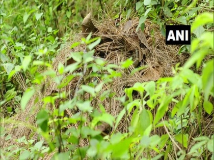 King Cobra sighted at altitude of over 2,100 m in Uttarakhand | King Cobra sighted at altitude of over 2,100 m in Uttarakhand