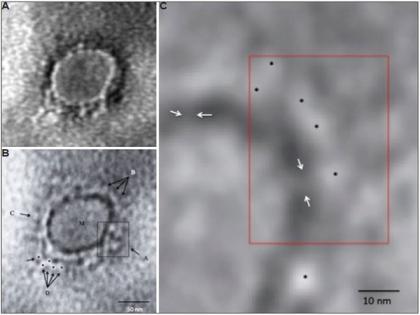Indian scientists reveal microscopic image of novel coronavirus | Indian scientists reveal microscopic image of novel coronavirus