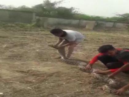 Gujarat: 12-ft long python rescued in Vadodara | Gujarat: 12-ft long python rescued in Vadodara