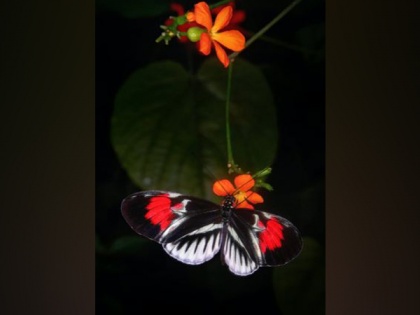 Butterflies at risk from excess nitrogen: Study | Butterflies at risk from excess nitrogen: Study