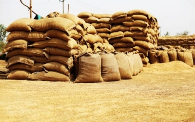 95.83 lakh metric tons wheat procured in Punjab: Chief Secy | 95.83 lakh metric tons wheat procured in Punjab: Chief Secy