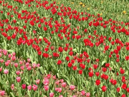 Tulip Garden in J-K's Srinagar set to welcome tourists | Tulip Garden in J-K's Srinagar set to welcome tourists