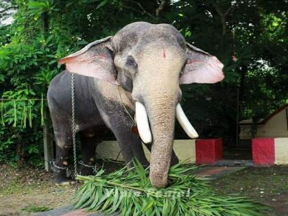 Ban on Kerala blind tusker lifted, animal to be paraded at temple festivals | Ban on Kerala blind tusker lifted, animal to be paraded at temple festivals Ban on Kerala blind tusker lifted, animal to be paraded at temple festivals | Ban on Kerala blind tusker lifted, animal to be paraded at temple festivals