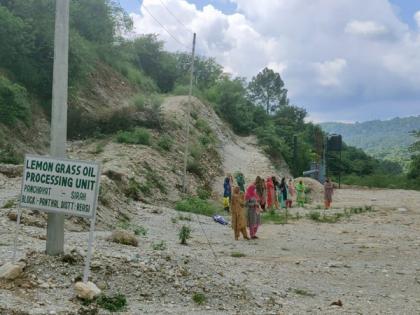 J-K villagers cultivate lemongrass to drive away monkeys, utilise barren land | J-K villagers cultivate lemongrass to drive away monkeys, utilise barren land