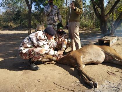 ITBP officials rescue two wild deer from Haryana's Panchkula | ITBP officials rescue two wild deer from Haryana's Panchkula ITBP officials rescue two wild deer from Haryana's Panchkula | ITBP officials rescue two wild deer from Haryana's Panchkula
