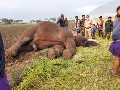 Elephant calf found dead in Coimbatore's Semmedu Village | Elephant calf found dead in Coimbatore's Semmedu Village Elephant calf found dead in Coimbatore's Semmedu Village | Elephant calf found dead in Coimbatore's Semmedu Village
