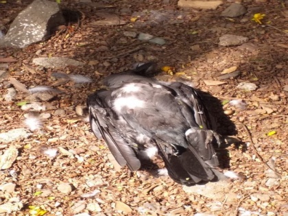 Amid bird flu scare, 11 crows found dead in Mumbai | Amid bird flu scare, 11 crows found dead in Mumbai