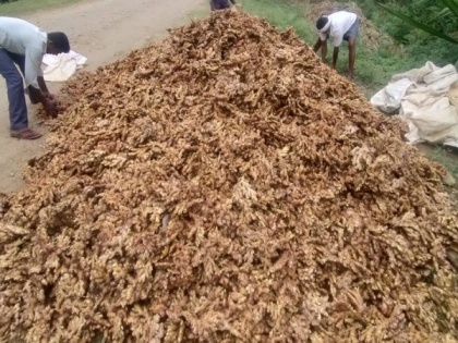 Karnataka farmers face tough times due to sharp fall in ginger prices | Karnataka farmers face tough times due to sharp fall in ginger prices