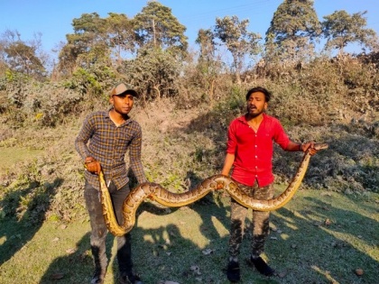13ft long Burmese python rescued near Siliguri forest | 13ft long Burmese python rescued near Siliguri forest