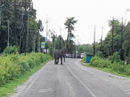 Wild elephant strays into village in Bengal's Jalpaiguri, destroys tea plantation | Wild elephant strays into village in Bengal's Jalpaiguri, destroys tea plantation