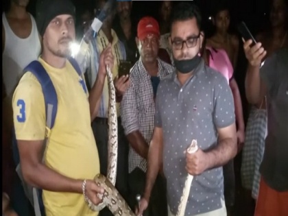 Indian Rock Python rescued from Odisha's Jajpur | Indian Rock Python rescued from Odisha's Jajpur