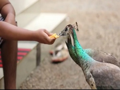 Two peahens raised by a turkey are now the best friends of Class 10 boy in Kerala's Kannur | Two peahens raised by a turkey are now the best friends of Class 10 boy in Kerala's Kannur