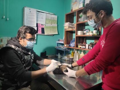 Delhi's self-taught vets treating, rescuing injured birds | Delhi's self-taught vets treating, rescuing injured birds