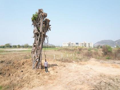 70-year-old Banyan tree, uprooted due to rains, replanted in Telangana | 70-year-old Banyan tree, uprooted due to rains, replanted in Telangana