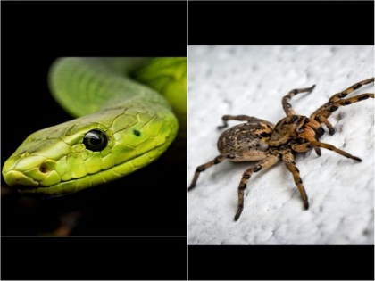 Scared of spiders and snakes? Being connected to nature can reduce it, suggests study | Scared of spiders and snakes? Being connected to nature can reduce it, suggests study