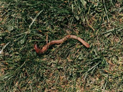 Study finds how worms make decisions | Study finds how worms make decisions
