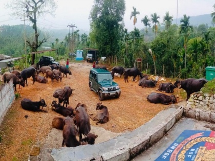 Meghalaya: BSF seize 45 cattle along India-Bangladesh border | Meghalaya: BSF seize 45 cattle along India-Bangladesh border