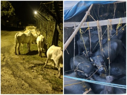 BSF foils smuggling drive, seizes 85 cattle on India-Bangladesh border in Meghalaya | BSF foils smuggling drive, seizes 85 cattle on India-Bangladesh border in Meghalaya