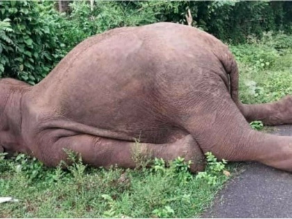 Elephant electrocuted in K’taka forest, wildlife activists raise concern | Elephant electrocuted in K’taka forest, wildlife activists raise concern