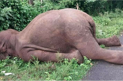 Wild elephant electrocuted in Assam | Wild elephant electrocuted in Assam