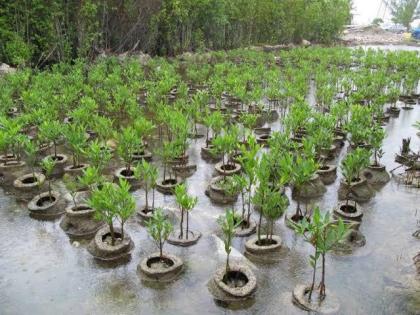 TN to plant saplings in Ramanathapuram for protection from offshore winds | TN to plant saplings in Ramanathapuram for protection from offshore winds