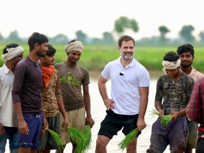 Rahul interacts with farmers in Haryana's Sonipat, plants paddy | Rahul interacts with farmers in Haryana's Sonipat, plants paddy