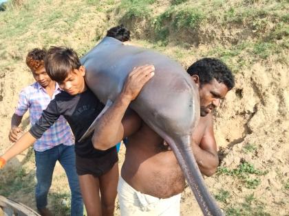 UP fisherman held for killing dolphin & feasting on it | UP fisherman held for killing dolphin & feasting on it UP fisherman held for killing dolphin & feasting on it | UP fisherman held for killing dolphin & feasting on it