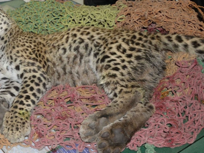 Cheetah cub dies after being hit by speeding vehicle on Agra-Mumbai expressway in MP | Cheetah cub dies after being hit by speeding vehicle on Agra-Mumbai expressway in MP Cheetah cub dies after being hit by speeding vehicle on Agra-Mumbai expressway in MP | Cheetah cub dies after being hit by speeding vehicle on Agra-Mumbai expressway in MP