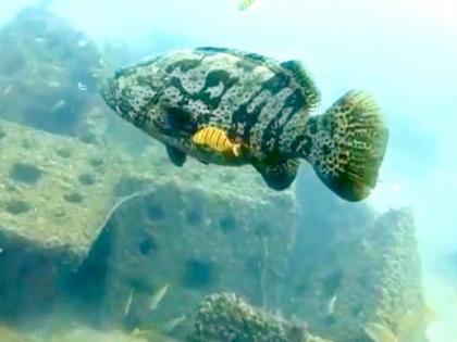 Centre to deploy artificial reefs in 3,477 fishing villages with CMFRI support | Centre to deploy artificial reefs in 3,477 fishing villages with CMFRI support Centre to deploy artificial reefs in 3,477 fishing villages with CMFRI support | Centre to deploy artificial reefs in 3,477 fishing villages with CMFRI support