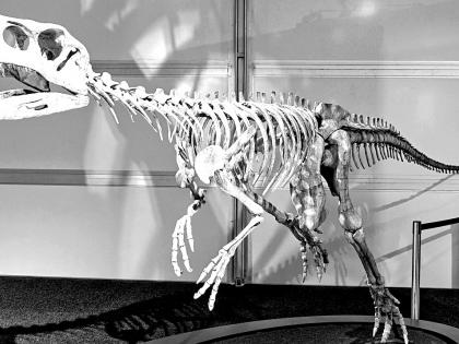 Lucknow scientist part of team that discovered oldest fossil of dinosaur | Lucknow scientist part of team that discovered oldest fossil of dinosaur Lucknow scientist part of team that discovered oldest fossil of dinosaur | Lucknow scientist part of team that discovered oldest fossil of dinosaur