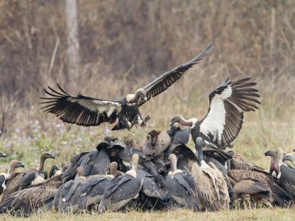 Finally, ban on two more vet drugs to halt vulture decline in India | Finally, ban on two more vet drugs to halt vulture decline in India