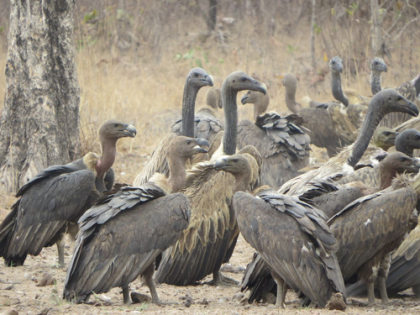 Vultures provide ecosystem services worth 1.8 billion USD annually in southern Africa | Vultures provide ecosystem services worth 1.8 billion USD annually in southern Africa Vultures provide ecosystem services worth 1.8 billion USD annually in southern Africa | Vultures provide ecosystem services worth 1.8 billion USD annually in southern Africa
