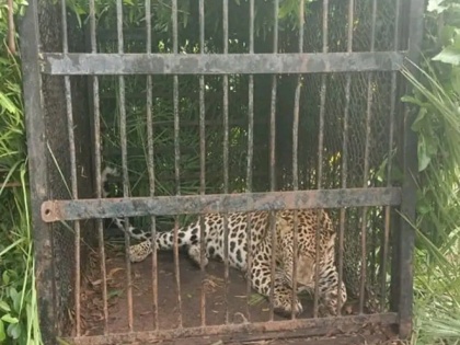 Another leopard trapped on trekking route to Tirumala temple | Another leopard trapped on trekking route to Tirumala temple