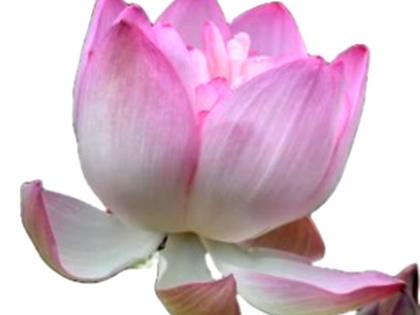 CSIR-NBRI launches lotus flower with 108 petals | CSIR-NBRI launches lotus flower with 108 petals CSIR-NBRI launches lotus flower with 108 petals | CSIR-NBRI launches lotus flower with 108 petals