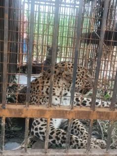 Another leopard caught by forest officials in UP's Bijnor | Another leopard caught by forest officials in UP's Bijnor