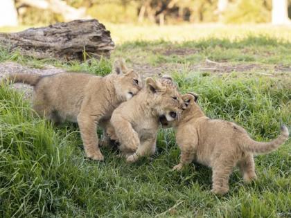 10-week-old lion cubs get names at Australia zoo from over 360,000 votes | 10-week-old lion cubs get names at Australia zoo from over 360,000 votes 10-week-old lion cubs get names at Australia zoo from over 360,000 votes | 10-week-old lion cubs get names at Australia zoo from over 360,000 votes