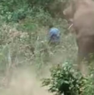 Injured elephant attacks forest crew trying to administer treatment, one killed | Injured elephant attacks forest crew trying to administer treatment, one killed Injured elephant attacks forest crew trying to administer treatment, one killed | Injured elephant attacks forest crew trying to administer treatment, one killed