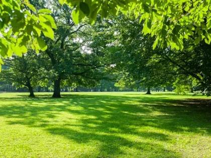 Make cities greener to achieve zero carbon emissions | Make cities greener to achieve zero carbon emissions Make cities greener to achieve zero carbon emissions | Make cities greener to achieve zero carbon emissions