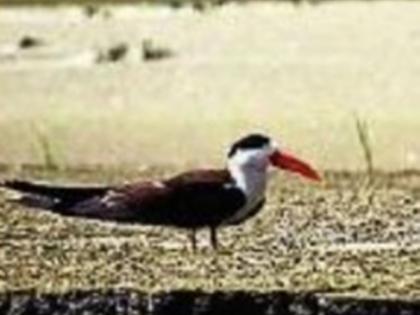Rare bird spotted along Ghaghra River in UP | Rare bird spotted along Ghaghra River in UP