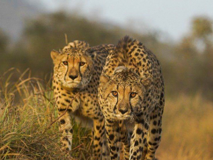 MP boasts 32 cheetahs in just three years: CM Yadav | MP boasts 32 cheetahs in just three years: CM Yadav