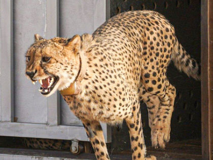 MP to release today female cheetah 'Dheera' in Gandhi Sagar sanctuary | MP to release today female cheetah 'Dheera' in Gandhi Sagar sanctuary MP to release today female cheetah 'Dheera' in Gandhi Sagar sanctuary | MP to release today female cheetah 'Dheera' in Gandhi Sagar sanctuary