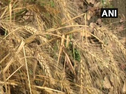 Wheat harvesting 'badly affected' in Gurdaspur, Ludhiana due to unseasonal rains | Wheat harvesting 'badly affected' in Gurdaspur, Ludhiana due to unseasonal rains