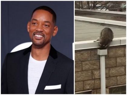 Who's Will Smith's 'biggest fan'? Turns out to be a raccoon | Who's Will Smith's 'biggest fan'? Turns out to be a raccoon